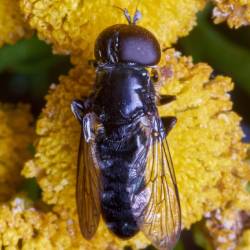 Eumerus ornatus